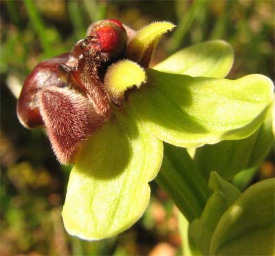 Ophrys bombyliflora